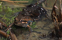 Eastern banjo frogs in amplexus {Limnodynastes dumerilli} Victoria, Australia