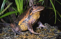Male Eastern banjo frog {Limnodynastes dumerilli dumerilli} NSW, Australia