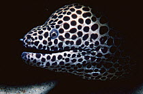 Honeycomb moray eel {Gymnothorax favagineus} Indonesia