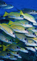 Blue lined snapper fish {Lutjanus kasmira} Palau, Micronesia