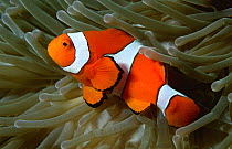 Clown anemonefish {Amphiprion percula} in anemone, West New Britain, Pacific