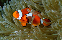 Clown anemonefish {Amphiprion percula} in anemone, West New Britain, Pacific