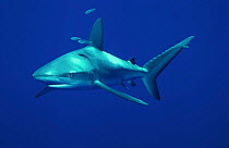 Galapagos shark {Carcharhiinus galapagensis} Pacific