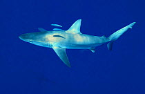Galapagos shark {Carcharhiinus galapagensis} Pacific