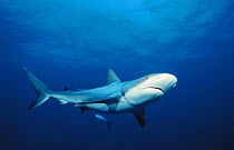 Caribbean reef shark {Carcharhinus perezi} Bahamas