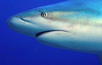 Caribbean reef shark head portrait {Carcharhinus perezi} Bahamas