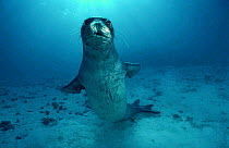 Hawaiian monk seal {Monachus schauinslandi} Pacific