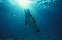 Hawaiian monk seal {Monachus schauinslandi} Pacific