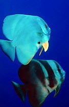 Two Longfin spadefish {Platax teira} Arabian gulf