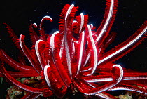 Feather star {Comanthus bennetti}