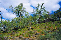 Jarrah woodland, Darling ranges, Western Australia