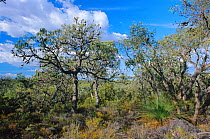 Banksia heathland habitat, Moore River NP, Western Australia