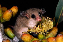 Little pygmy possum {Cercarteus lepidus} South Australia.