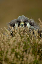 Peregrine falcon, female shacking feathers {Falco peregrinus} captive, UK
