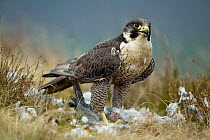 Peregrine falcon {Falco peregrinus} female feeding on Wood pigeon, captive, UK
