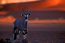 Oryx {Oryx gazella} Namib desert, Namibia