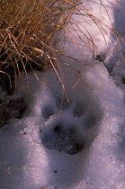 Snow leopard pug mark in snow {Uncia uncia} Hemis NP, Lakakh, India