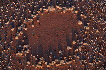 Aerial view of 'fairy circle' in Namib desert with Oryx tracks, Namibia Plants