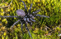 Blue mountain funnel web spider (Hadronyche versuta) New South Wales, Australia