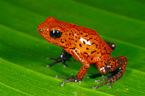 Strawberry poison arrow frog {Dendrobates pumilio} Costa Rica