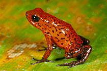 Strawberry poison arrow frog {Dendrobates pumilio} Costa Rica