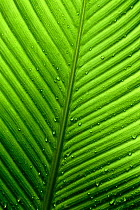 Close up of rainforest leaf, Monteverde National Park, Costa Rica