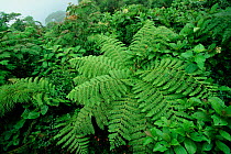 Tree fern in Monteverde National Park, Costa Rica