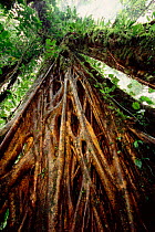 Strangler fig roots {Ficus sp} Monteverde NP, Costa Rica