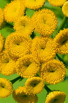 Common tansy flowers {Tanacetum vulgare} Germany