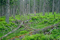 Coniferous woodland in Harz National Park, Saxony, Germany