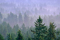 Morning mist over coniferous woodland, Harz National Park, Saxony, Germany