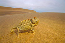 Desert chameleon on sand, Namib Naukluft NP, Namibia