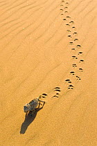 Desert chameleon crossing sand leaving tracks, Namibia {Chamaeleo namaquensis}
