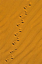 Desert chameleon tracks in sand, Namibia {Chamaeleo namaquensis}