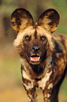 African wild dog portrait {Lycaon pictus} Namibia. Taken under controlled conditions.