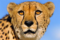 Cheetah head portrait {Acinonyx jubatus} Namibia