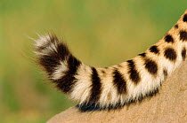 Close up of Cheetah tail {Acinonyx jubatus} Namibia