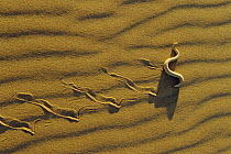 Dwarf puff adder / Sidewinder snake crossing sand {Bitis peringueyi} Namibia