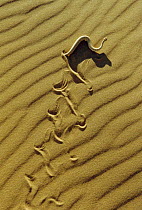 Dwarf puff adder / Sidewinder snake crossing sand {Bitis peringueyi} Namibia