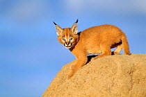 Caracal juvenile on rock {Felis caracal} captive, Namibia