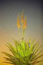 Aloe plant flowering {Aloe sp} Namibia