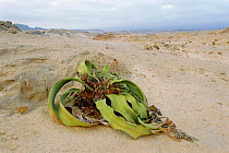 Welwitschia plant {Welwitschia mirabilis} Namib Naukluft NP, Namibia