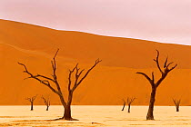 Dead trees in Namib desert, Namib Naukluft NP, Namibia