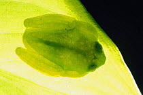 Glass frog on rainforest leaf {Hyalinobatrachium sp} Costa Rica