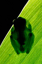 Glass frog on rainforest leaf {Hyalinobatrachium sp} Costa Rica