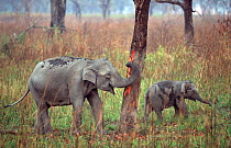 Indian elephant female + calf stripping bark {Elephas maximus} Kazaringa NP, India Assam