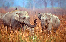 Indian elephants interacting {Elephas maximus} Kazaringa NP, India Assam