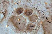 Tigeress pug mark in mud {Panthera tigris} Kaziranga NP, Assam, India