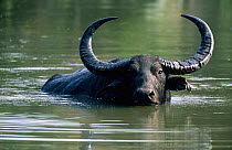 Water buffalo in water {Bubalus arnee} Kaziranga NP, Assam, Indi