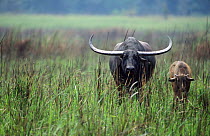 Water buffalo + calf {Bubalus arnee} Kaziranga NP, Assam, Indi